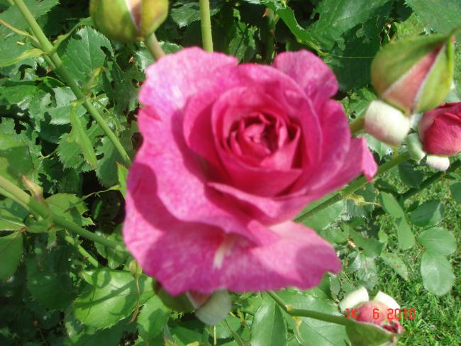 Name:  DSC00741.jpg
Views: 578
Size:  56.2 KB