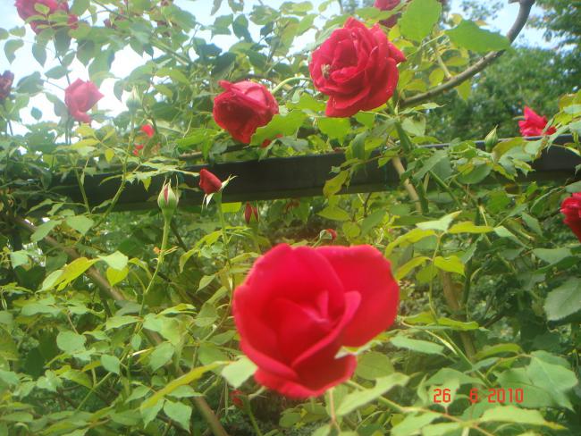 Name:  DSC01335.jpg
Views: 576
Size:  66.4 KB