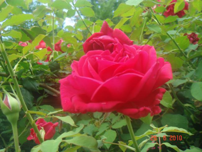 Name:  DSC01337.jpg
Views: 590
Size:  48.1 KB