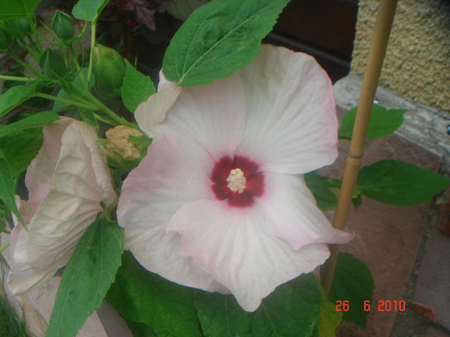 Name:  DSC01382.jpg
Views: 596
Size:  34.9 KB