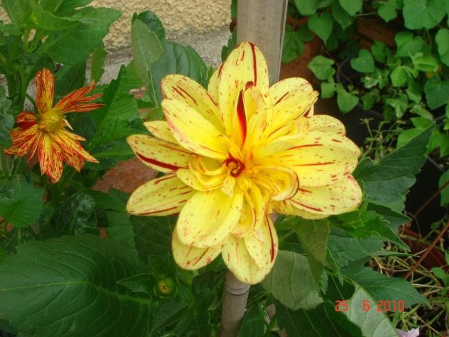 Name:  DSC01211.jpg
Views: 638
Size:  54.3 KB