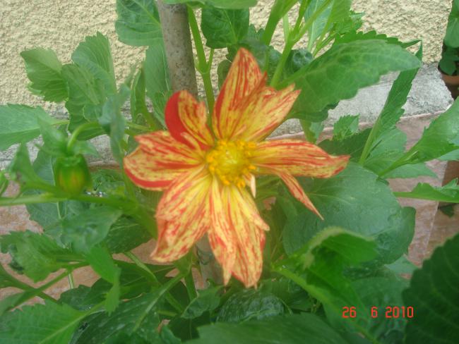Name:  DSC01275.jpg
Views: 582
Size:  50.3 KB