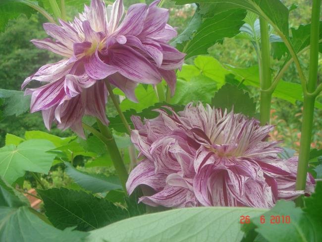 Name:  DSC01288.jpg
Views: 564
Size:  53.1 KB