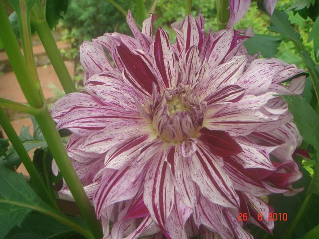 Name:  DSC01292.jpg
Views: 560
Size:  60.4 KB