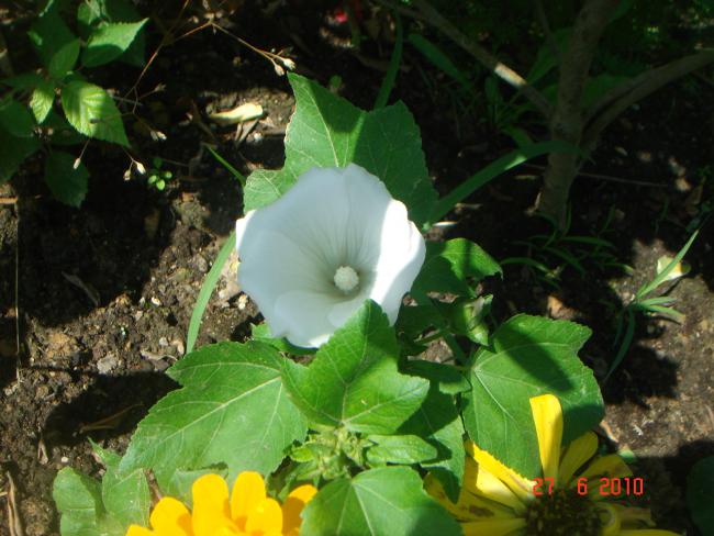 Name:  DSC01541.jpg
Views: 581
Size:  52.1 KB