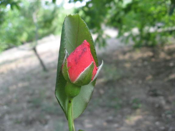 Name:  gonca.JPG
Views: 1404
Size:  33.6 KB