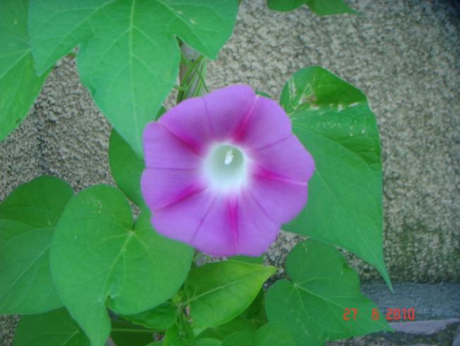 Name:  DSC01510.jpg
Views: 554
Size:  38.0 KB