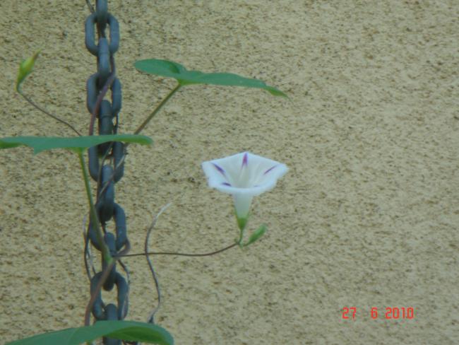 Name:  DSC01515.jpg
Views: 558
Size:  49.4 KB