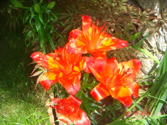 Name:  DSC01170.jpg
Views: 688
Size:  67.4 KB
