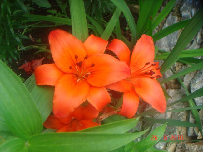 Name:  DSC01339.jpg
Views: 662
Size:  40.1 KB