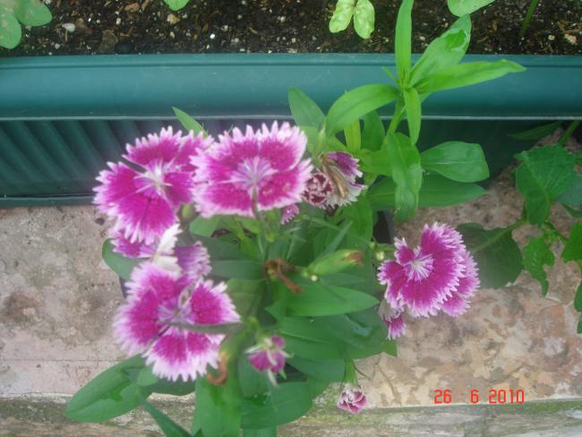 Name:  DSC01271.jpg
Views: 695
Size:  50.0 KB