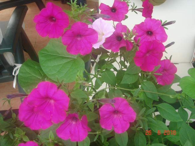 Name:  DSC01305.jpg
Views: 697
Size:  44.3 KB