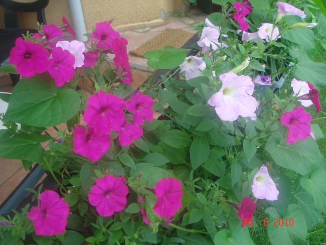 Name:  DSC01309.jpg
Views: 670
Size:  51.5 KB