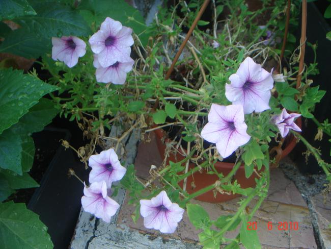 Name:  DSC00978.jpg
Views: 705
Size:  55.6 KB