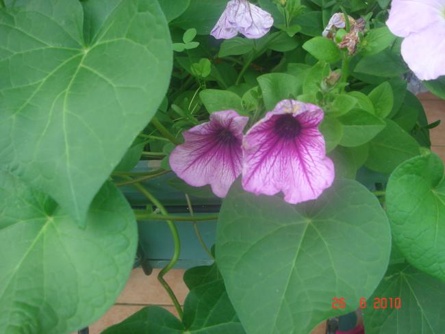 Name:  DSC01301.jpg
Views: 729
Size:  35.7 KB
