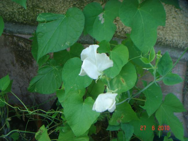 Name:  DSC01531.jpg
Views: 992
Size:  39.9 KB