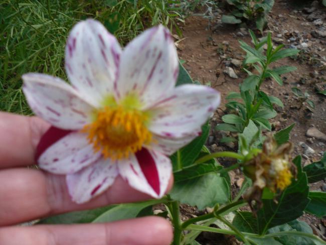 Name:  SDC10787 copy.jpg
Views: 800
Size:  47.2 KB