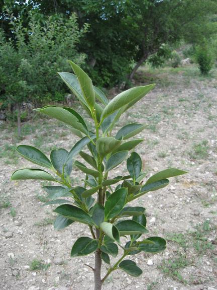 Name:  cennet elmas.JPG
Views: 1935
Size:  65.2 KB