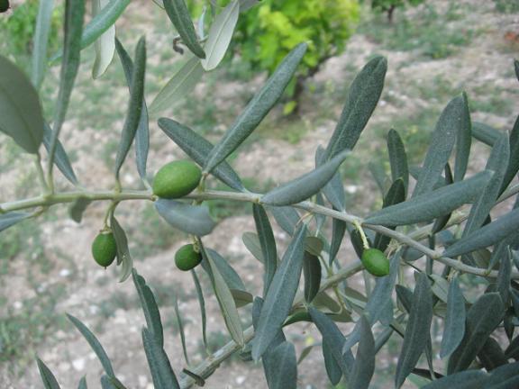 Name:  zeytin 1.JPG
Views: 1354
Size:  49.6 KB