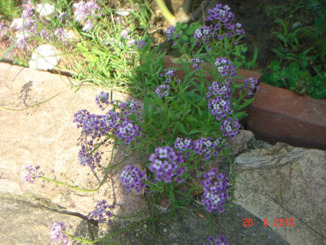 Name:  DSC01509.jpg
Views: 684
Size:  68.1 KB