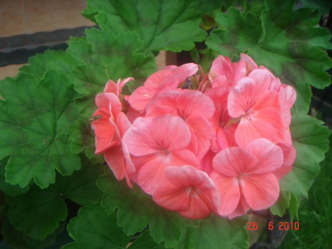 Name:  DSC01362.jpg
Views: 675
Size:  36.2 KB