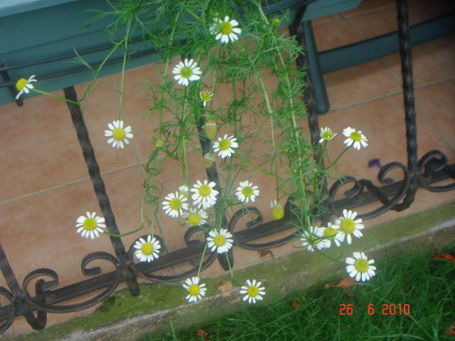 Name:  DSC01370.jpg
Views: 748
Size:  48.6 KB