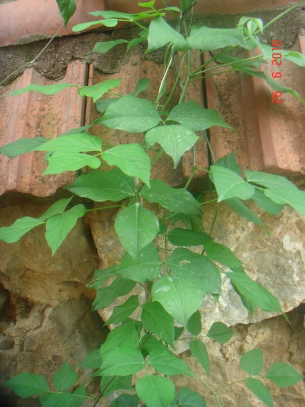 Name:  DSC01425.jpg
Views: 663
Size:  72.2 KB