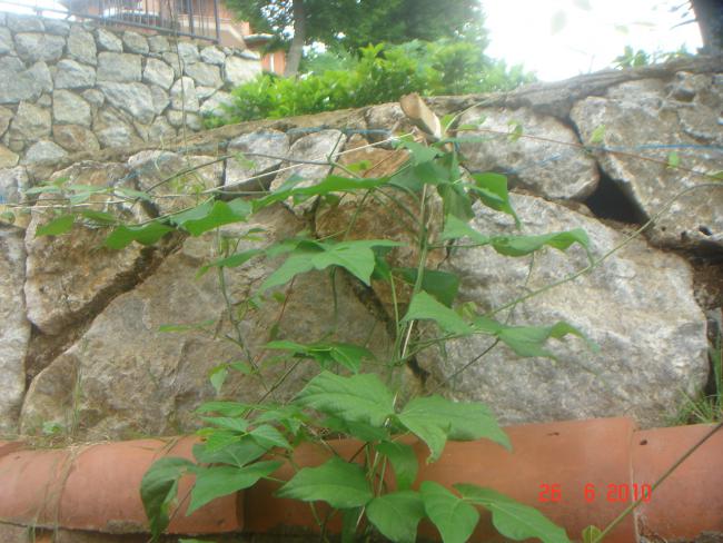 Name:  DSC01426.jpg
Views: 647
Size:  56.6 KB