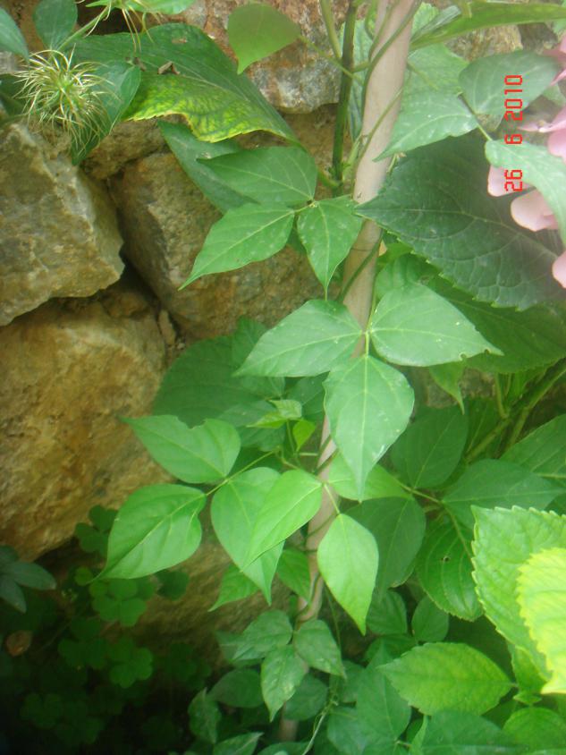 Name:  DSC01429.jpg
Views: 690
Size:  70.7 KB