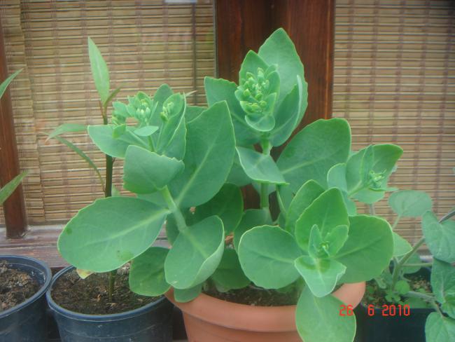 Name:  DSC01349.jpg
Views: 650
Size:  46.2 KB