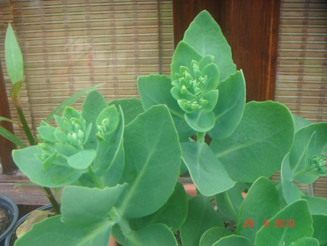 Name:  DSC01355.jpg
Views: 684
Size:  39.8 KB