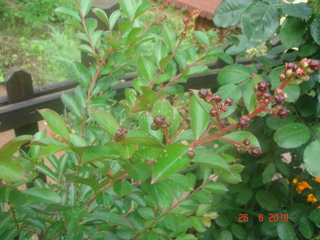 Name:  DSC01296.jpg
Views: 686
Size:  55.3 KB