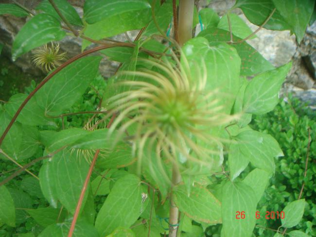 Name:  DSC01420.jpg
Views: 640
Size:  45.9 KB