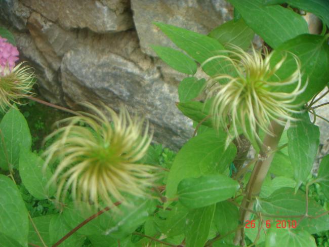 Name:  DSC01421.jpg
Views: 658
Size:  44.9 KB