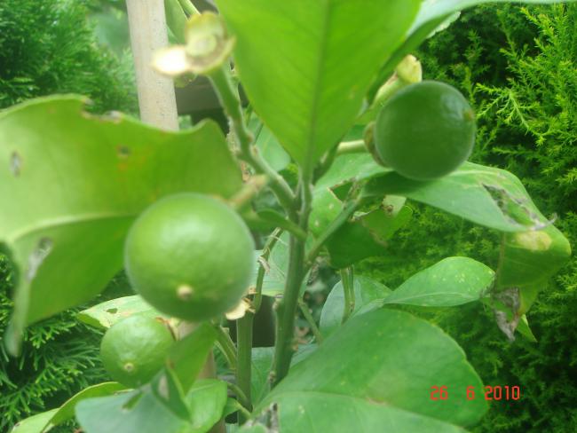 Name:  DSC01282.jpg
Views: 885
Size:  42.8 KB