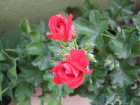 Name:  k sakz.JPG
Views: 1592
Size:  36.3 KB