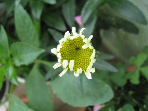 Name:  papatya.JPG
Views: 1349
Size:  33.0 KB