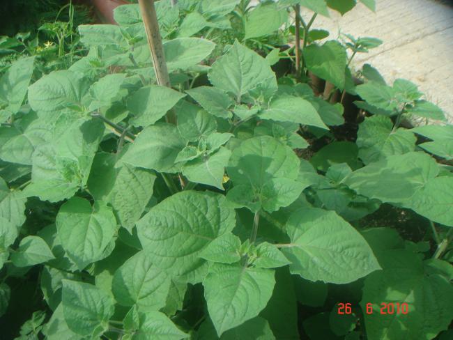 Name:  DSC01455.jpg
Views: 637
Size:  50.6 KB