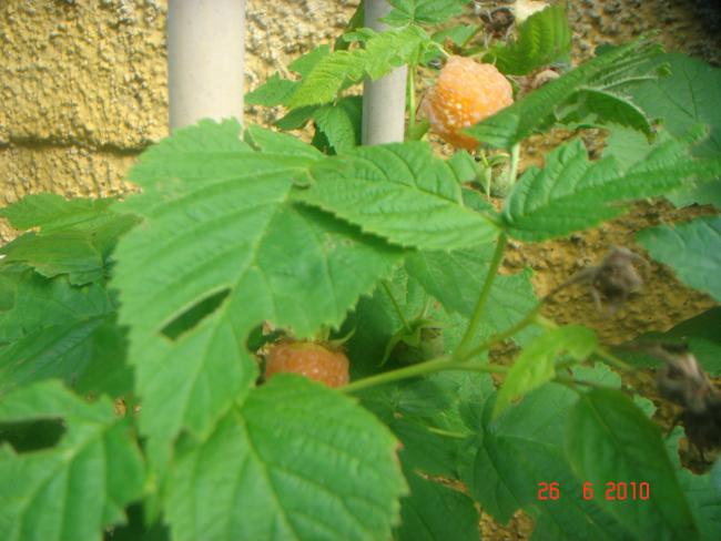 Name:  DSC01473.jpg
Views: 582
Size:  43.8 KB