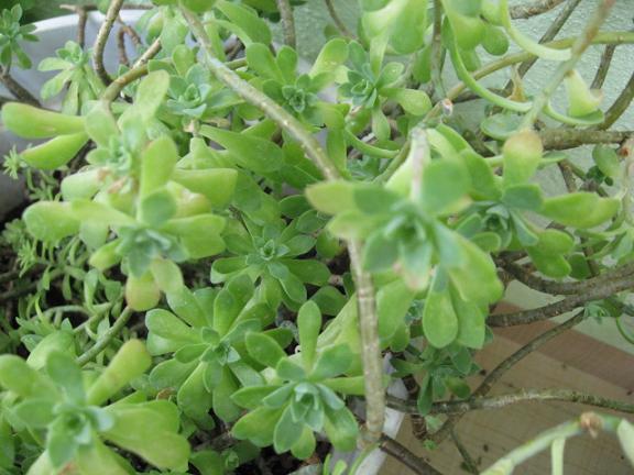 Name:  sedum p.JPG
Views: 1586
Size:  53.7 KB