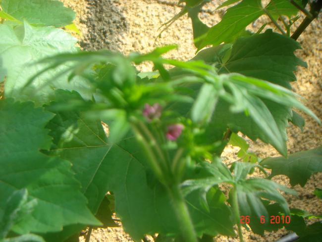 Name:  DSC01484.jpg
Views: 581
Size:  45.3 KB