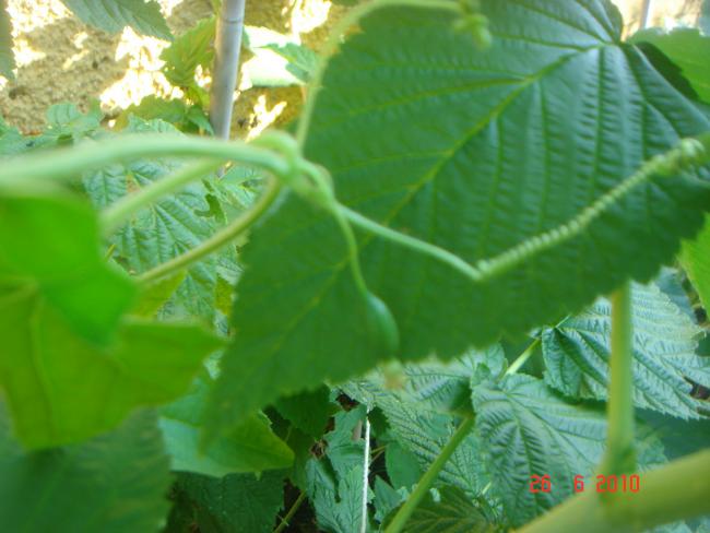 Name:  DSC01491.jpg
Views: 569
Size:  40.0 KB