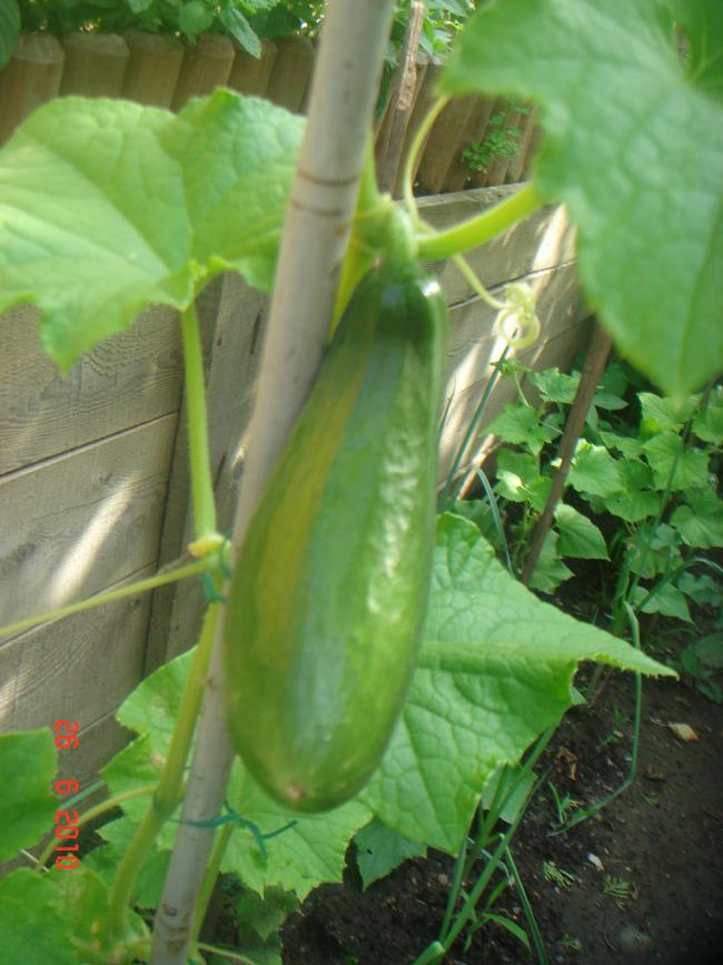 Name:  DSC01481.jpg
Views: 576
Size:  68.3 KB