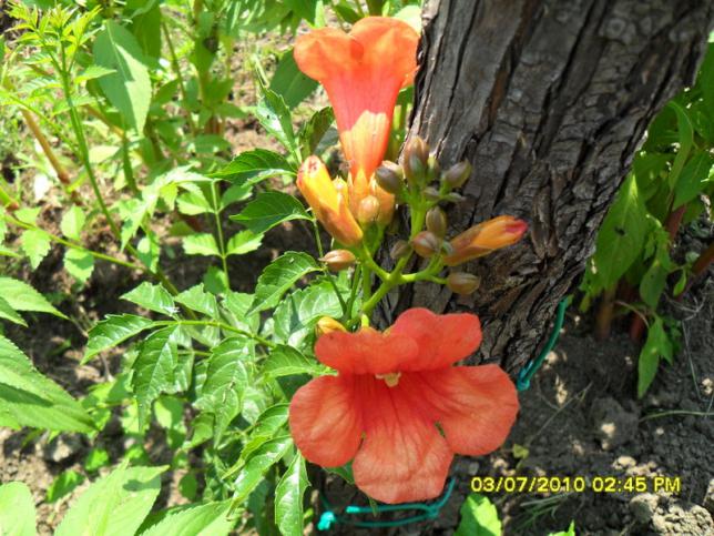 Name:  Resim 1440.jpg
Views: 745
Size:  70.8 KB