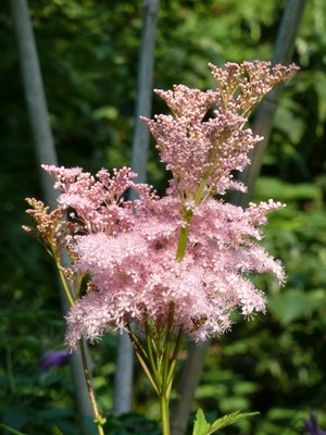 Name:  Bahe 27 Haziran 2010 013.JPG
Views: 1282
Size:  34.9 KB