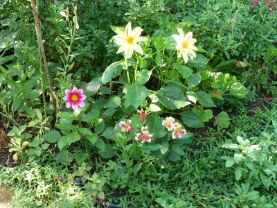 Name:  Bahe 27 Haziran 2010 008.JPG
Views: 1308
Size:  62.7 KB