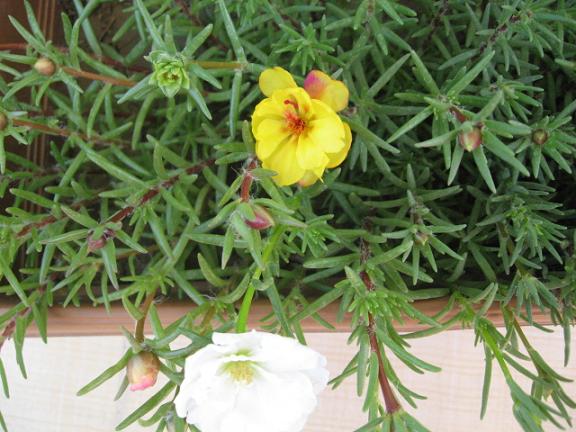 Name:  sar k trna.JPG
Views: 1295
Size:  61.5 KB