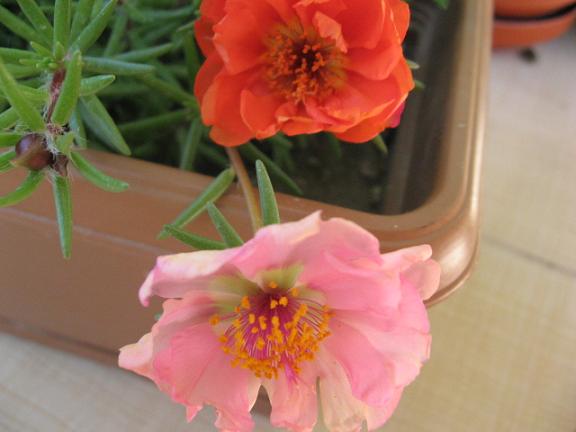Name:  pembe krmz k trna.JPG
Views: 1263
Size:  34.1 KB