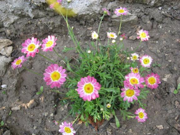 Name:  pembe papatya.jpg
Views: 1564
Size:  54.9 KB