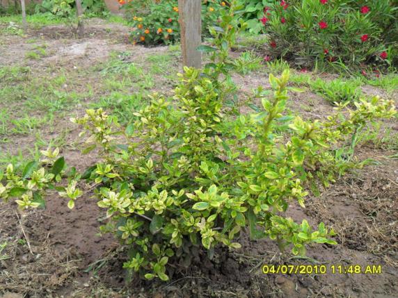 Name:  Resim 1464.jpg
Views: 1588
Size:  72.3 KB